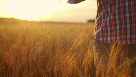 Close-up-of-a-man-an-elderly-farmer-touching-wheat-spikelets-or-tassels-at-sunset-in-a-field-in-slow-motion.-Field-of-cereals